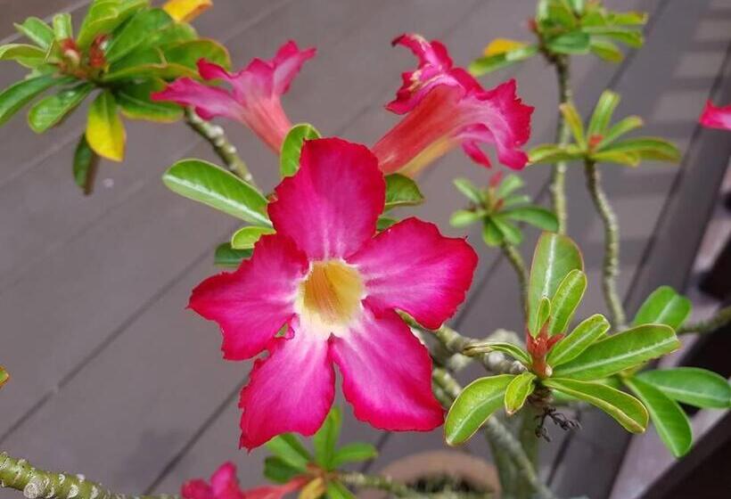 فندق Kaya Mani Thai Villa Resort