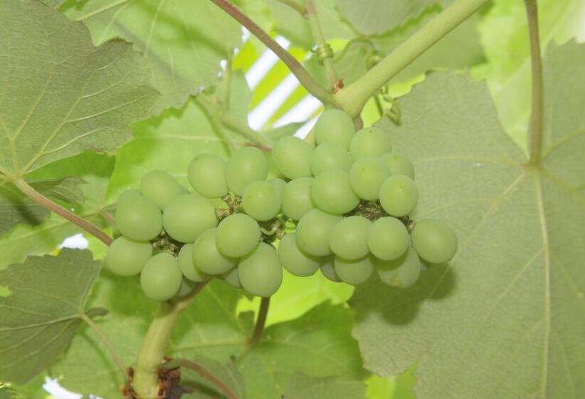 فندق Pousada So Alegria