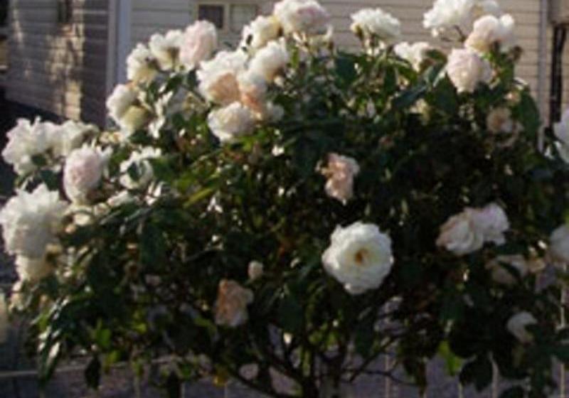 Отель Sheffield Cabins & Apartments