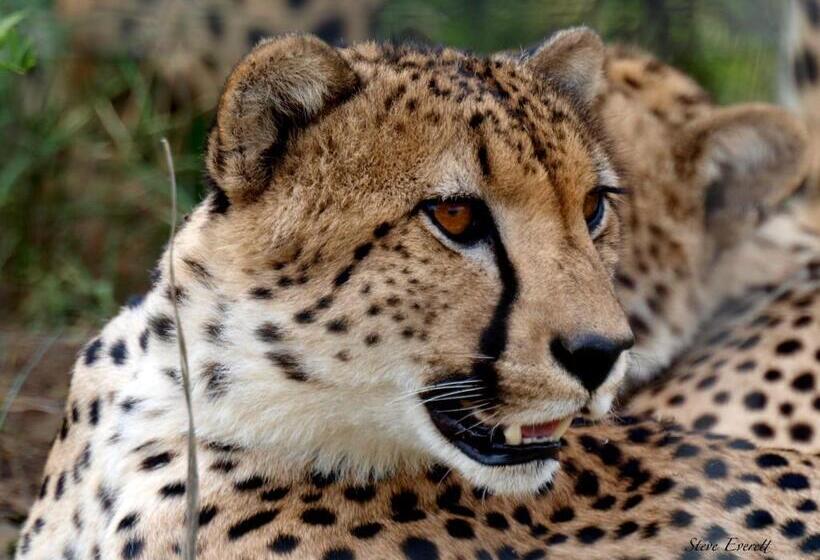 בית מלון כפרי The Springbok Lodge