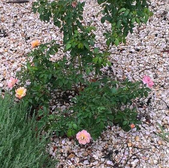 מוטל Nhill Holiday Inn