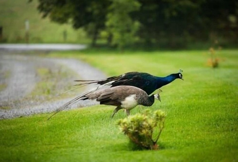 Skipbridge Farm Glamping