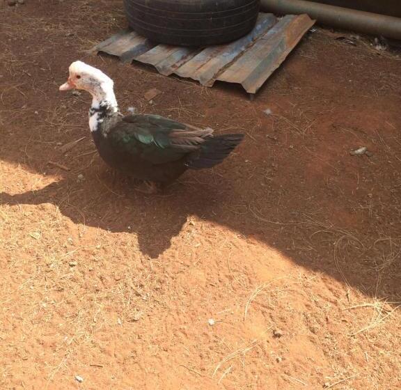 The Cradle Berry Farm