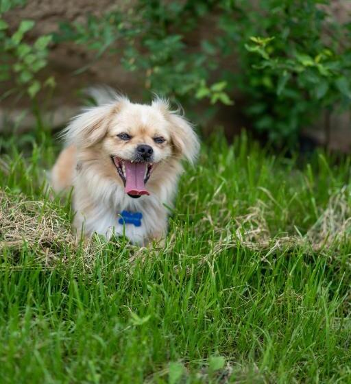 פנסיון Casuta Din Drumul Muntelui