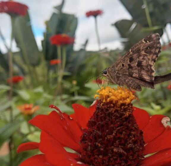 בית מלון כפרי Pousada Chácara Luz Da Lua
