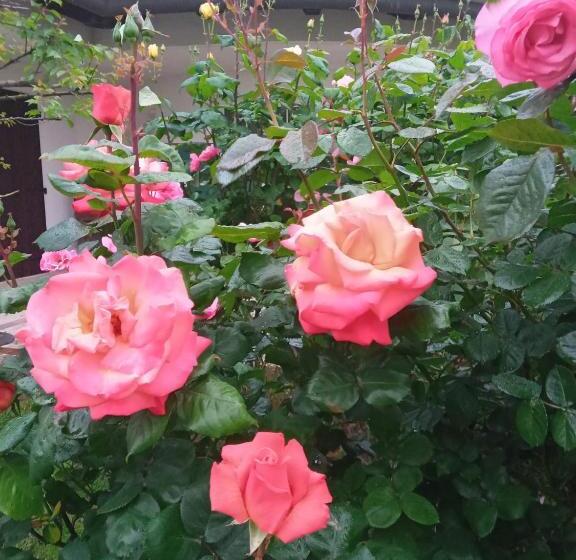 민박 La Casa Di Laura