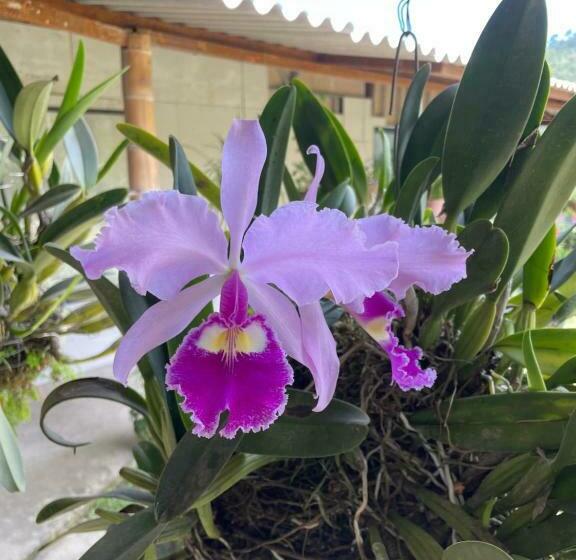 בית מלון כפרי Café Tío Conejo. Finca