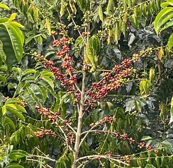 호텔 Café Tío Conejo. Finca