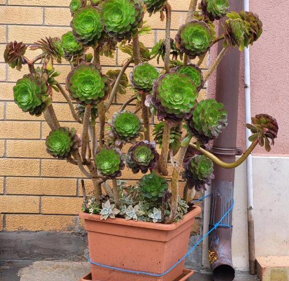 بنسيون A Casa Di Nonna Luisa