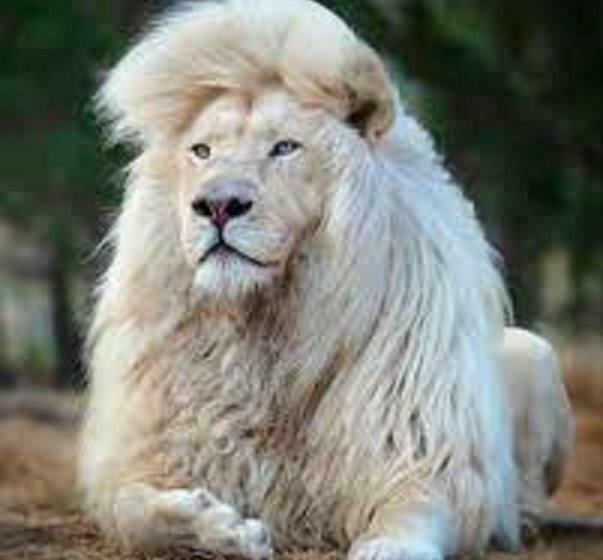 هاستل White Lion