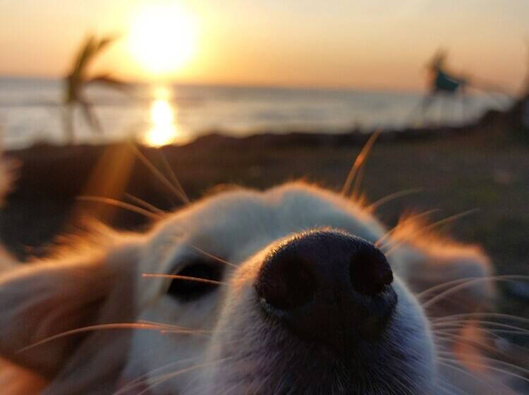 בית מלון כפרי Spaces Bali