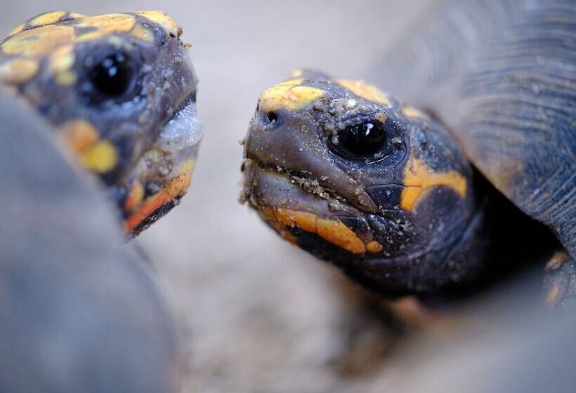 ホテル The Aerial, Bvi