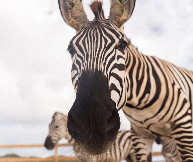 ホテル The Aerial, Bvi