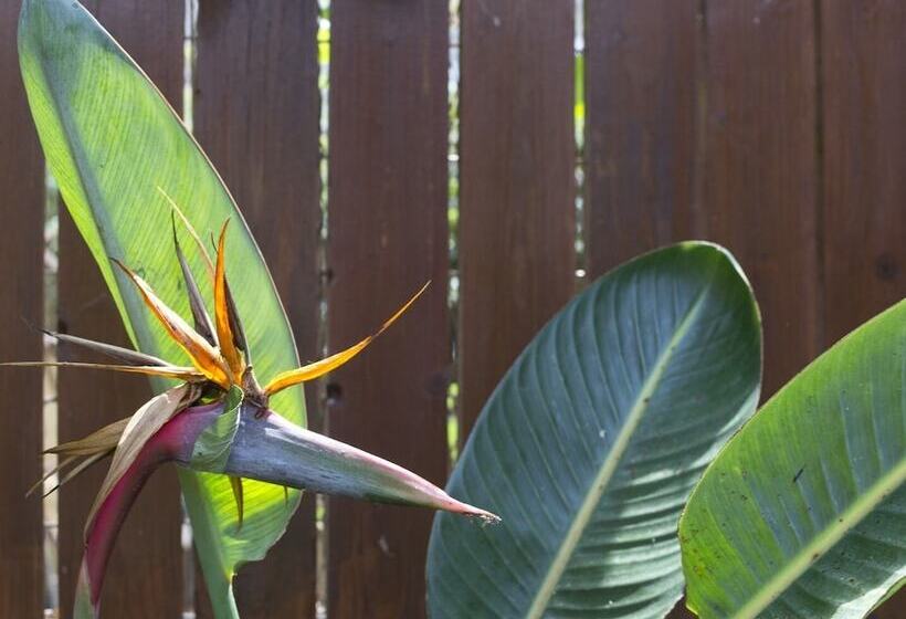 Flower Pot Complex Aparts & Studios!