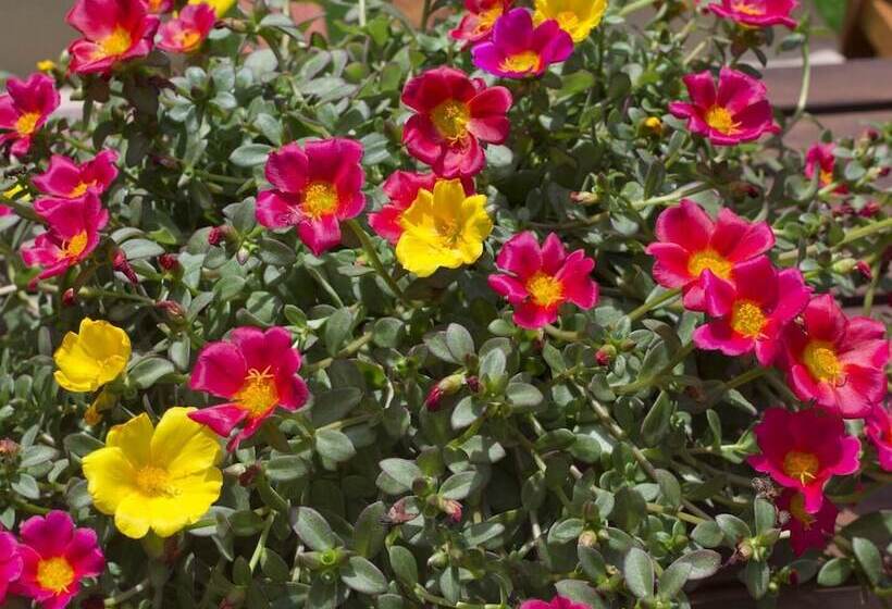 Flower Pot Complex Aparts & Studios!