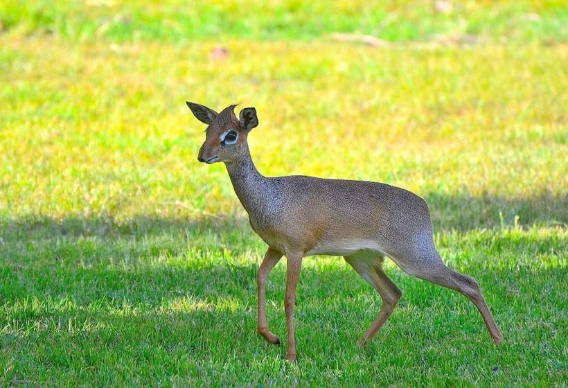 호텔 Arumeru River Lodge