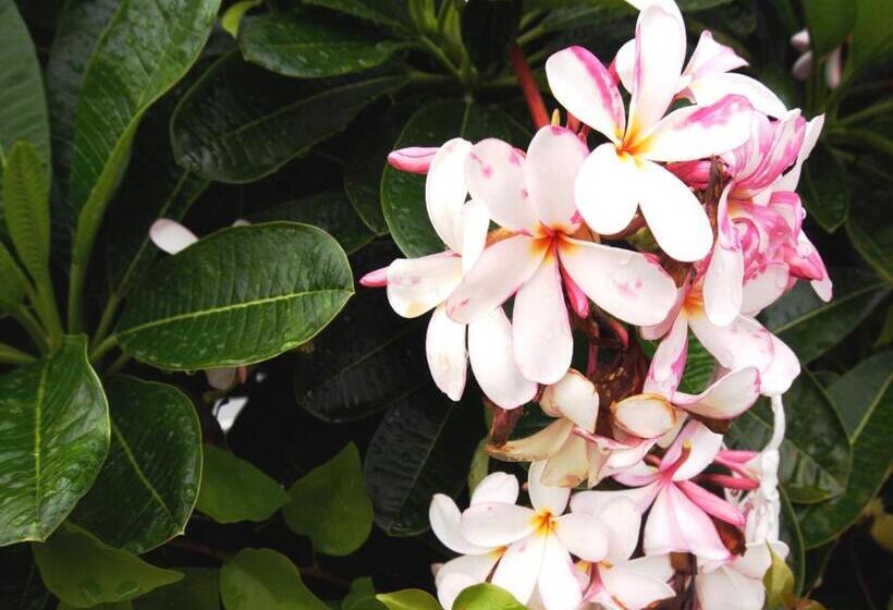 Отель Evergreen Resort Chaam