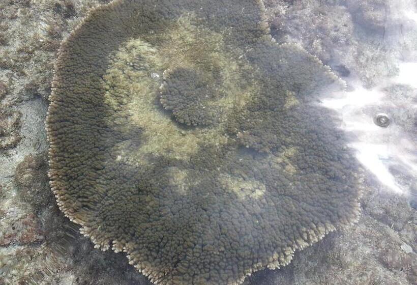 فندق Minshuku Myojoso