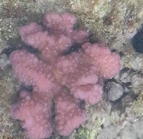 فندق Minshuku Myojoso