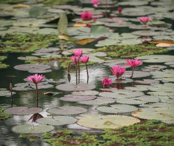 ホテル Phubachiang Golf & Resort Pakse