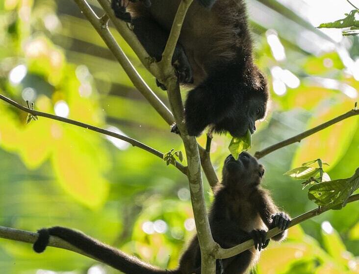 בית מלון כפרי Playa Cativo Lodge