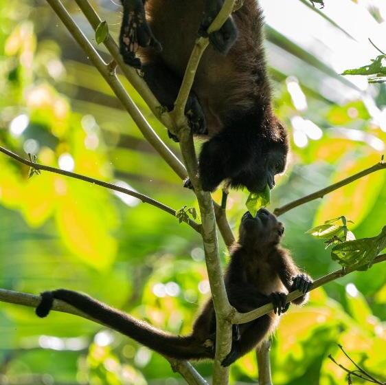 בית מלון כפרי Playa Cativo Lodge