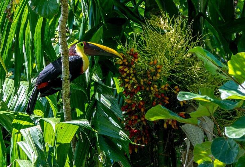 בית מלון כפרי Playa Cativo Lodge