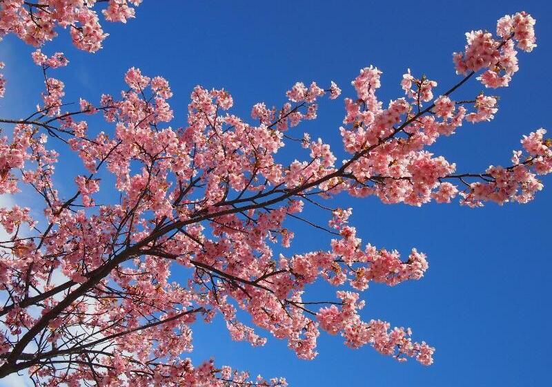 ריוקאן Ito Ryokuyu