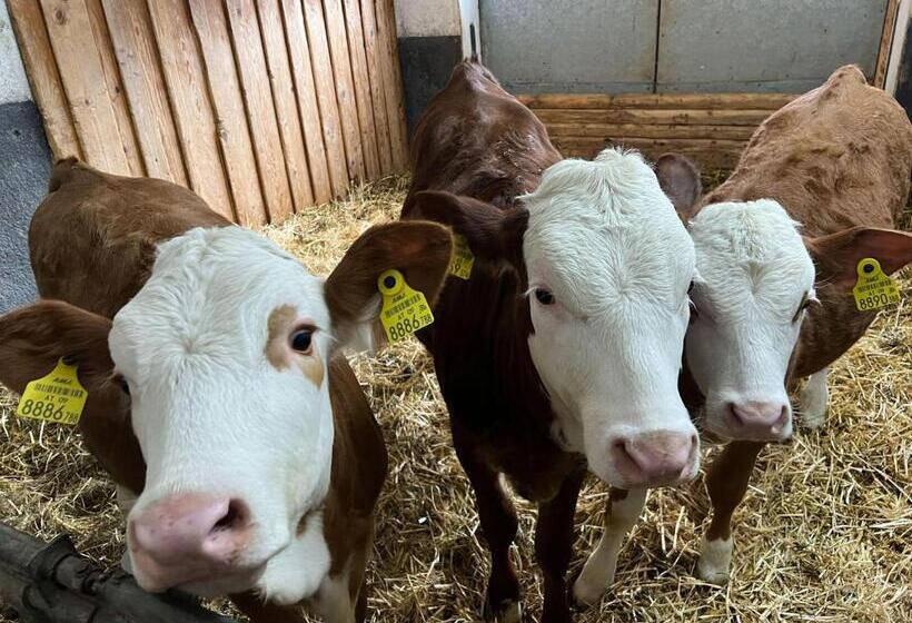 Отель Ferienwohnungen Foidlhof