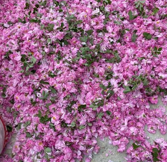 La Vie En Rose Hotel By Sogutdagi Isparta