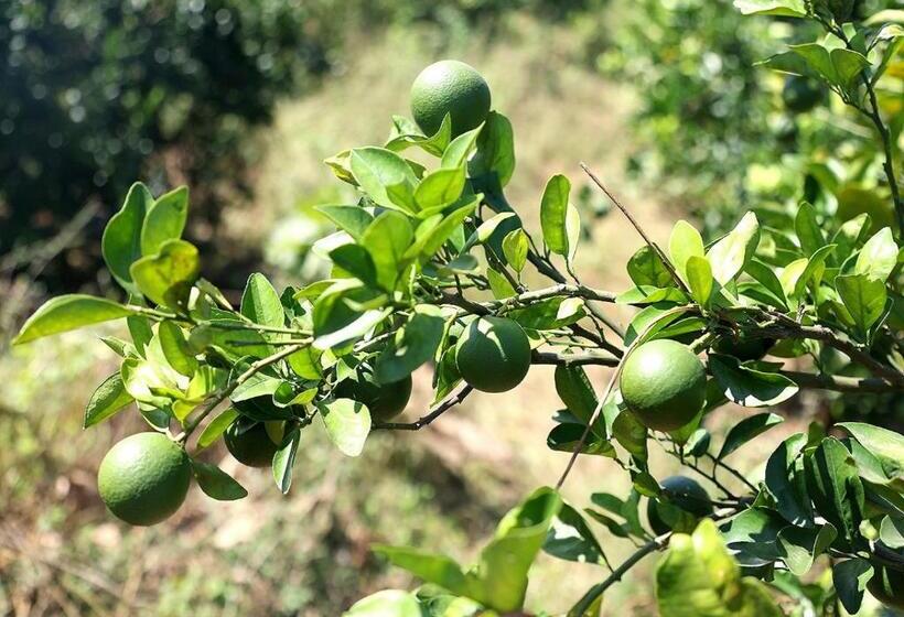 فندق The Farm Retreat