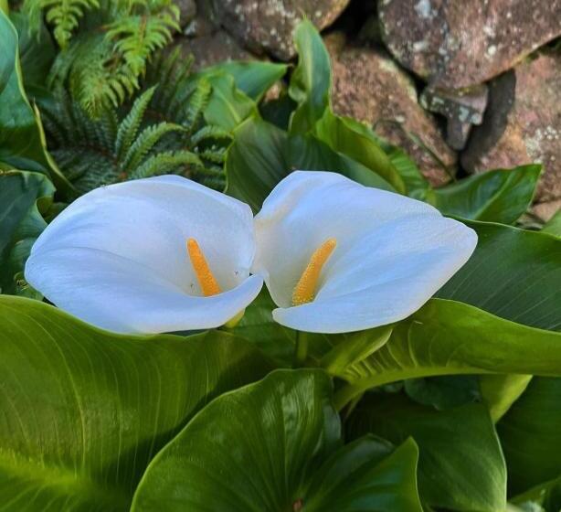 膳宿费 Tema Hima   Vacation Stay 49744v