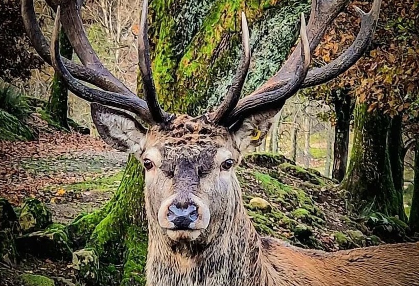 פנסיון Stuga   Ulvereds Hjorthägn