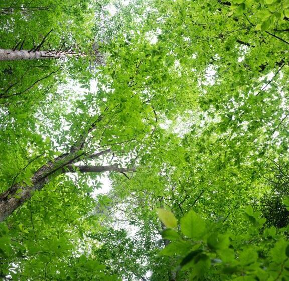 Nunisi Forest Hotel & Spa