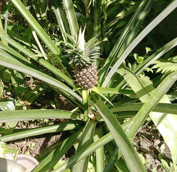 פנסיון Sunrise Coconut House