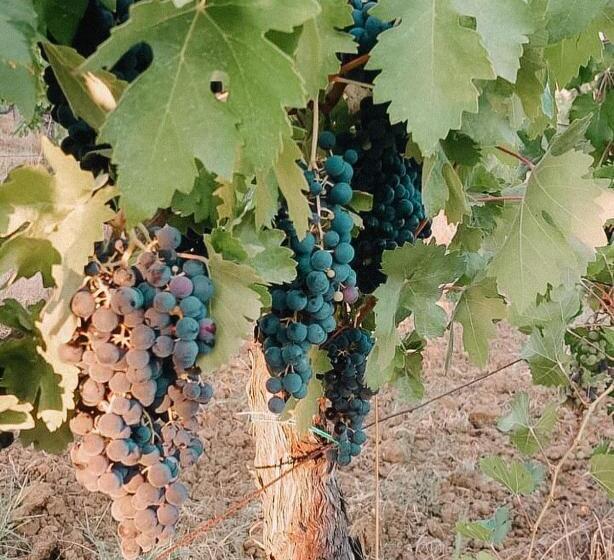 酒店 Agriturismo Terra Di Dio Toscanizzazione