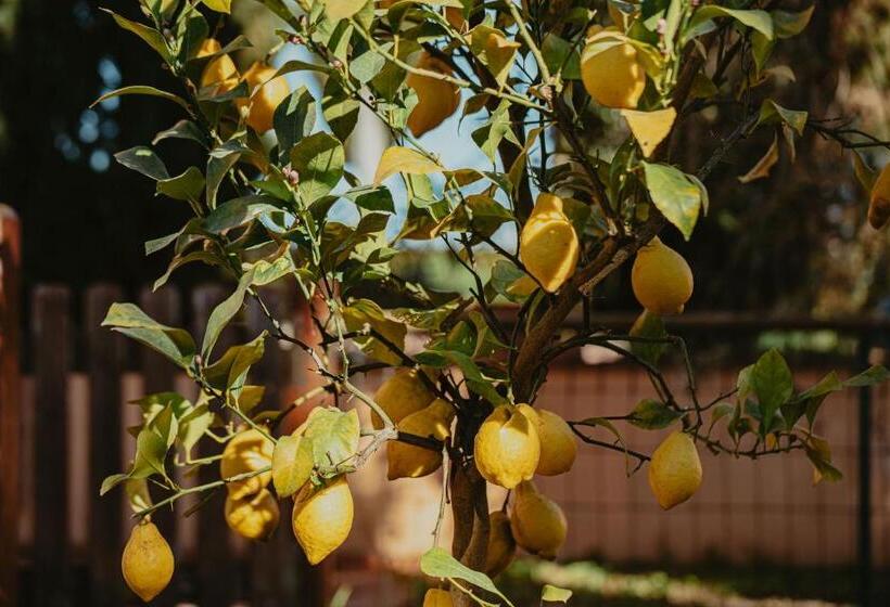 酒店 Agriturismo Terra Di Dio Toscanizzazione