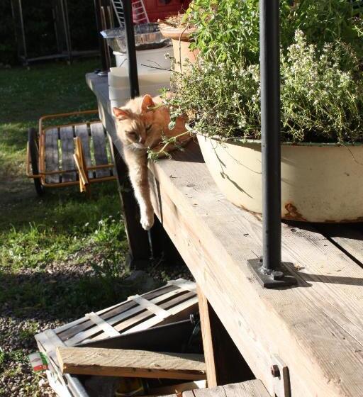 ペンション Gula Hönan Guest House