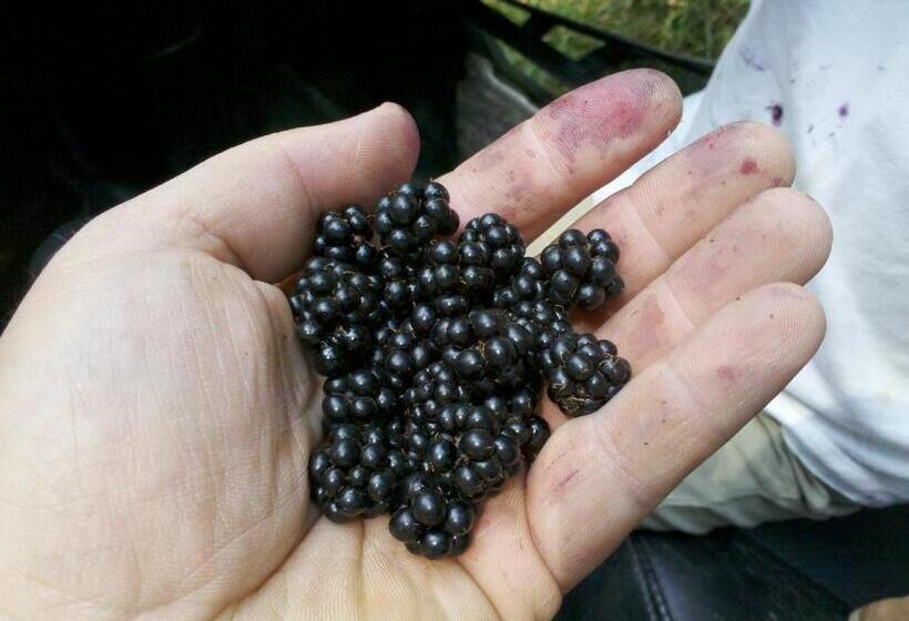 Пансион La Caramidari