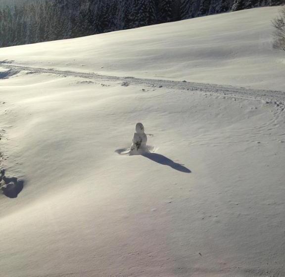 ペンション Penzion A Restaurace Sokolí Boudy
