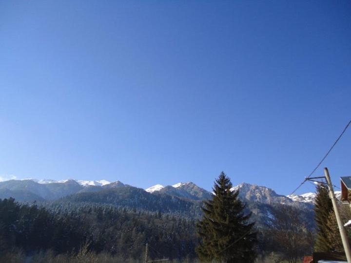 ベッドアンドブレックファースト Pensiunea Roua