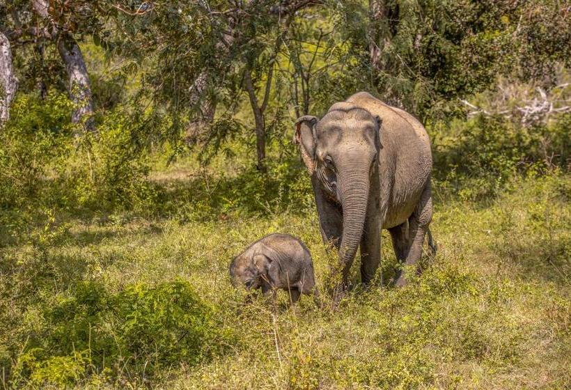 리조트 Leopard Reach Yala By Seven Angels