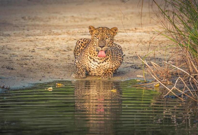 리조트 Leopard Reach Yala By Seven Angels