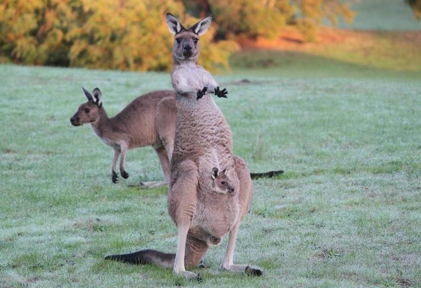 Albany S Big Grove Bed & Breakfast