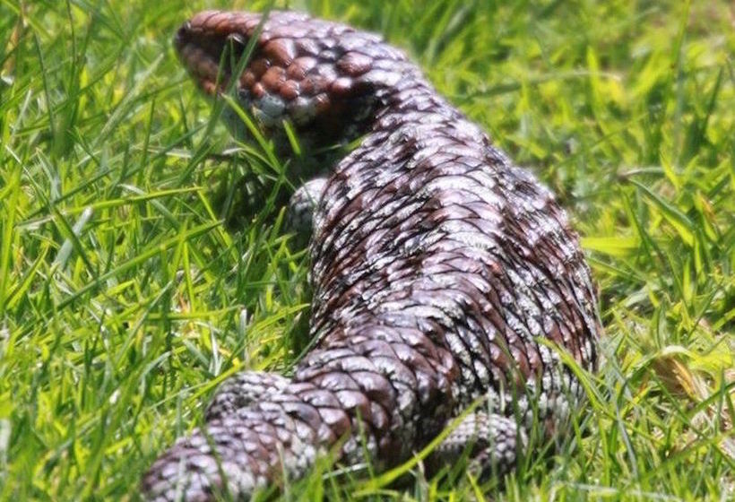 Albany S Big Grove Bed & Breakfast