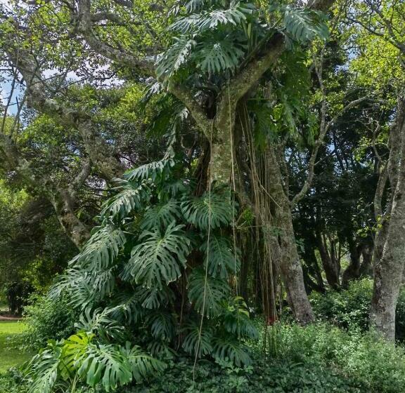 בית מלון כפרי Avoca Vale Country