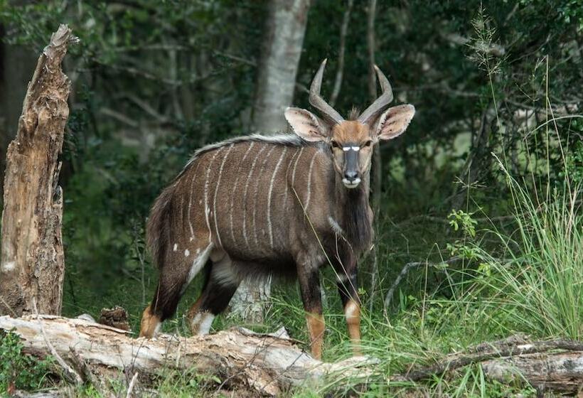 בית מלון כפרי Bushwillow Collection