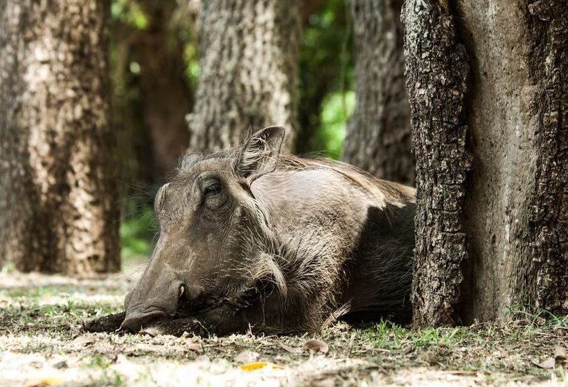 בית מלון כפרי Bushwillow Collection