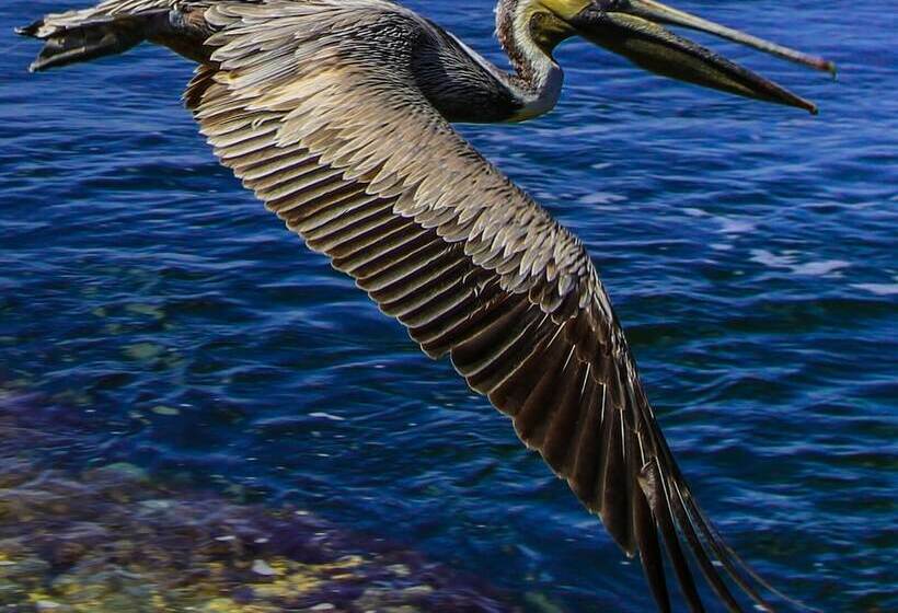 בית מלון כפרי Florida Bay Club