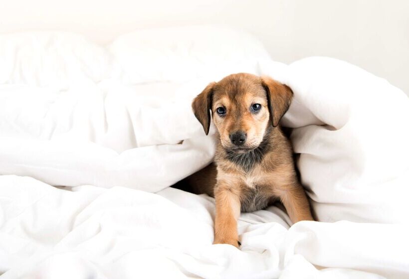 فندق Hyatt Regency Bloomington   Minneapolis